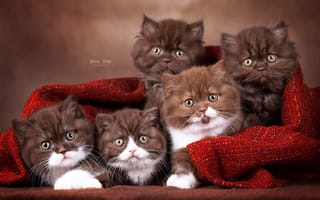 Картинка кошки, коты, котята