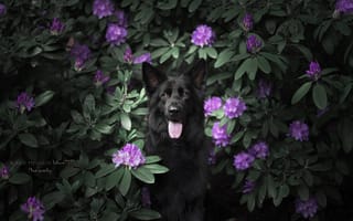 Картинка цветы, собака, немецкая овчарка