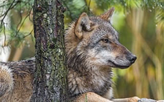 Картинка nature, predator, Canis lupus, face, portrait, wildlife, animal, wolf