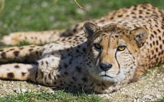 Картинка кошка, отдых, гепард, Tambako The Jaguar