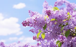 Картинка цветы, природа, сирень, весна, НЕЙРОСЕТЬ, ИИ-арт, соцветие