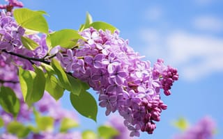 Картинка цветы, природа, ИИ-арт, сирень, соцветие, весна, НЕЙРОСЕТЬ