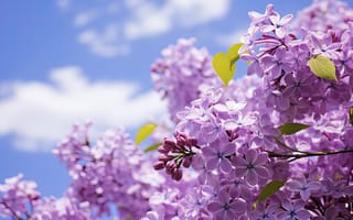 Картинка цветы, природа, весна, соцветие, ИИ-арт, сирень, НЕЙРОСЕТЬ