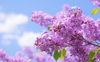 Картинка цветы, природа, сирень, ИИ-арт, весна, НЕЙРОСЕТЬ, соцветие