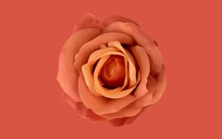 Картинка rose, flower, orange