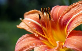 Картинка лилии, flowers, macro, orange, lily
