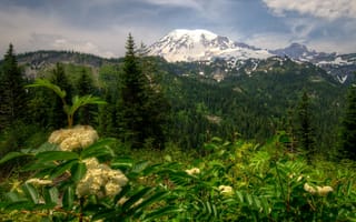 Картинка лес, деревья, National Park, горы, природа, пейзаж, парк, Mount Rainier, США, Вашингтон