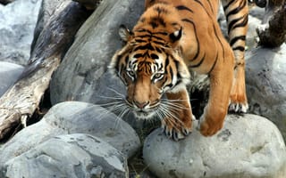Картинка камни, животное, бревно, Тигр