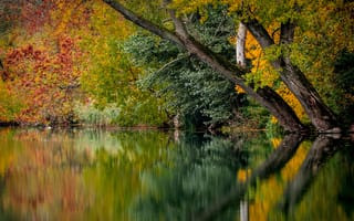 Картинка forest, nature, tree, branch