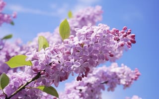Картинка небо, листья, НЕЙРОСЕТЬ, цветы, сирень, весна, ИИ-арт