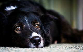 Картинка собака, черная, взгляд