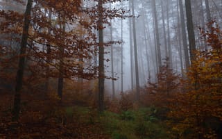 Картинка осень, лес, Niklas Hamisch, деревья, туман, природа