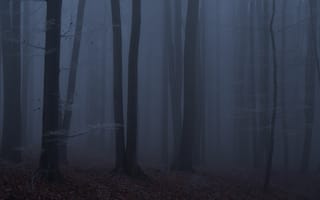 Картинка лес, деревья, сумерки, туман, природа, ночь, Niklas Hamisch