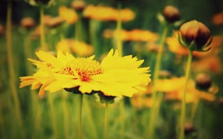 Картинка цветы, цветочки, поле, растение, цветочек, размытие, зеленый, макро, желтый