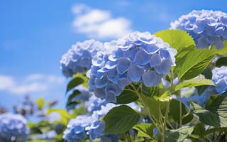 Картинка цветы, голубой, НЕЙРОСЕТЬ, гортензия, соцветие, ИИ-арт