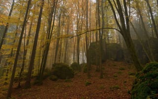 Картинка осень, лес, деревья, мох, камни, Niklas Hamisch, природа