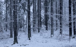 Картинка зима, лес, Niklas Hamisch, природа, снег, деревья