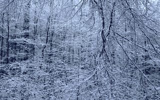 Картинка зима, лес, снег, Niklas Hamisch, природа, деревья, ветки