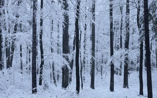 Картинка зима, лес, деревья, природа, снег, Niklas Hamisch