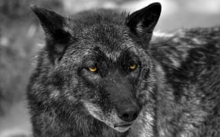 Картинка nature, predator, wolf, wildlife, portrait, animal, Canis lupus, face