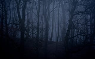 Картинка лес, деревья, природа, Англия, ночь, сумерки, туман, England
