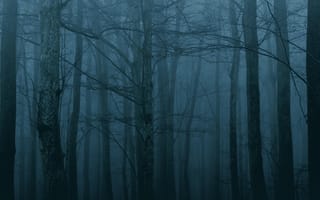 Картинка лес, деревья, природа, сумерки, ночь, туман