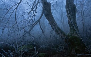 Картинка иней, деревья, ветки, природа, туман, сумерки