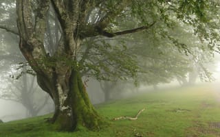 Картинка лес, деревья, туман, природа