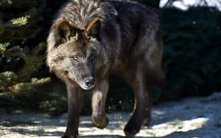 Картинка nature, predator, Canis lupus, face, wildlife, portrait, animal, wolf