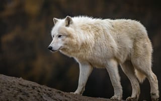 Картинка nature, predator, Canis lupus, face, portrait, animal, wolf, wildlife