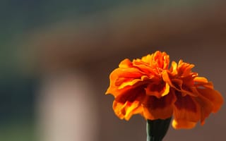 Картинка цветы, цветочек, оранжевый, бархатец, размытие