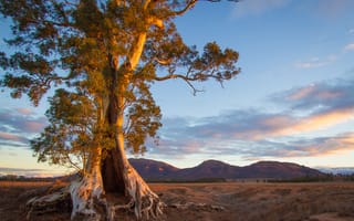 Картинка дерево, Австралия, горы, южная, вечер