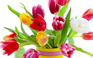Картинка цветы, букет, розовые, varicoloured, белые, pink, яркие, ваза, красота, yellow, Tulips, white, разноцветные, красные, bouquet, vase, red, лепестки, flowers, beauty, тюльпаны, bright, жёлтые, petals