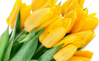Картинка цветы, лепестки, bright, листья, beauty, тюльпаны, Tulips, букет, жёлтые, красота, яркие, yellow, flowers, bouquet, petals