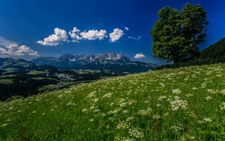 Картинка цветы, Австрия, Кицбюэль, Austria, горы, Альпы, Тироль, луг, дерево, Tyrol, Alps, Kitzbühel