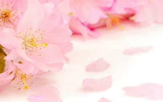 Обои цветы, размытость, тычинки, blossoms, лепестки, pink, яблоня, розовые, tender, petals, весна, нежные, flowers, бутоны, apple tree, beauty, Spring, пестики, красота, цветение