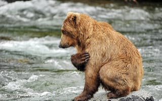 Обои животное, медведь, хищник, вода, Mariia Fomenko, река, камни, молитва