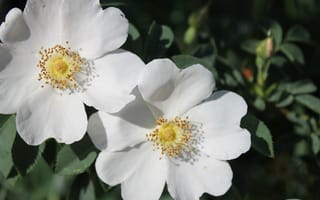 Картинка листья, макро, цветы, шиповник, кустарник