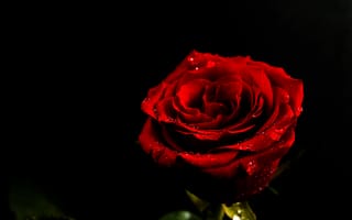 Картинка цветок, капли, красная, роза