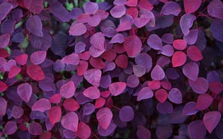 Картинка листья, осень, фиолетовый