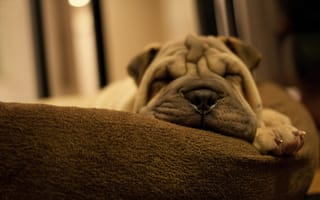 Картинка щенок, сон, пес, шарпей, собака, подушка, морда, лапа, складки, порода