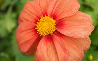 Картинка цветы, желтый, лепестки, растение, красный