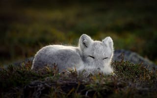 Картинка white, fox, animal, Arctic, Sleeping