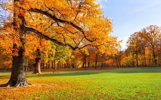 Картинка лавка, скамья, скамейка, желтые, деревья, пейзаж, парк, осень, трава, листья, природа