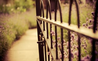 Обои цветы, забор, ворота, размытость, калитка, природа, лаванда