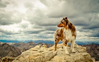 Картинка собака, горы, друг