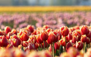 Картинка тюльпаны, красные, размытость, цветы, весна, поляна