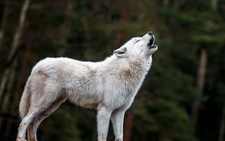 Картинка nature, predator, animal, wolf, portrait, wildlife, Canis lupus, face