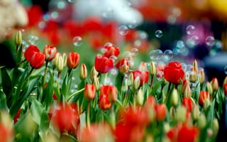 Картинка тюльпаны, весна, цветок, краски, мыльные пузыри, природа, цвета, цветы, тюльпан