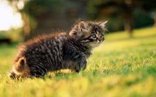 Картинка котенок, серый, прогулка, весна, глаза, взгляд, зелень, трава